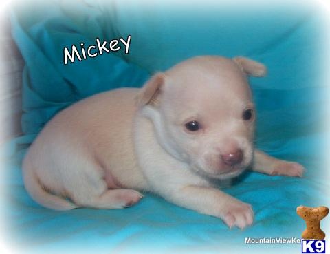 Puppies in OK
