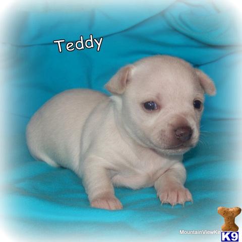 Puppies in OK