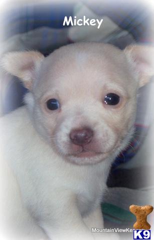 Puppies in OK