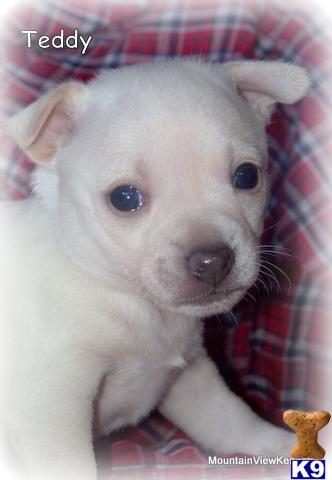 Puppies in OK