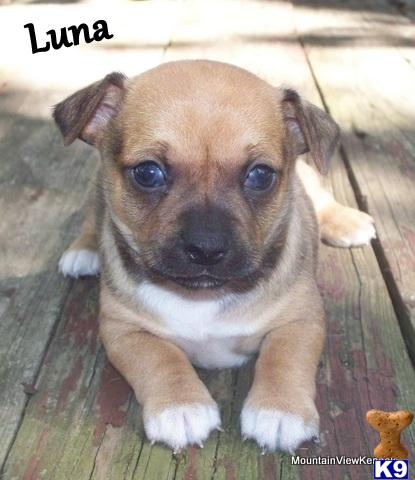 Puppies in Talihina