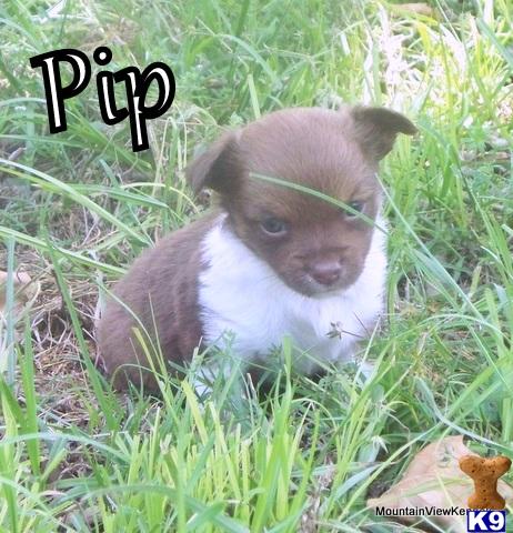 Puppies in Talihina