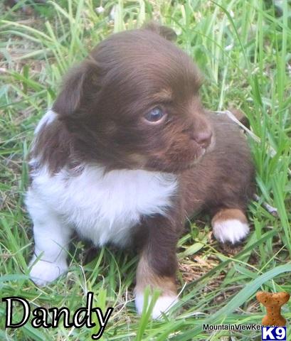 Puppies in Talihina