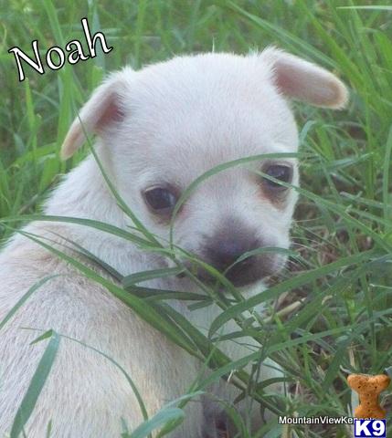 Puppies in Talihina