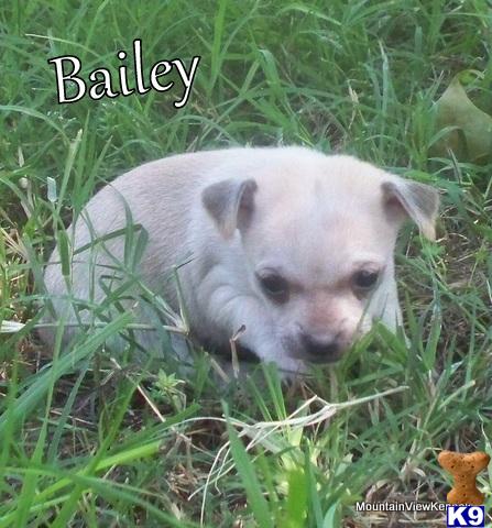 Puppies in Talihina