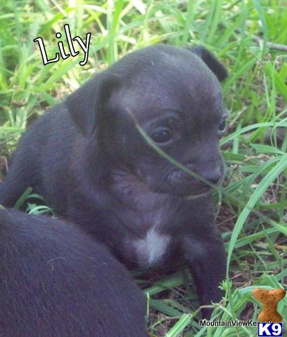 Puppies in Talihina