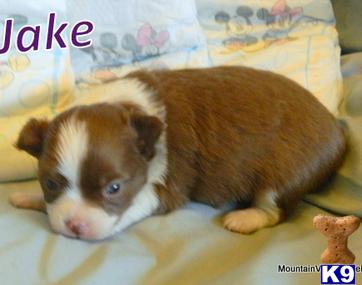 TALIHINA, OK USA ChihuahuaPuppies for Sale
