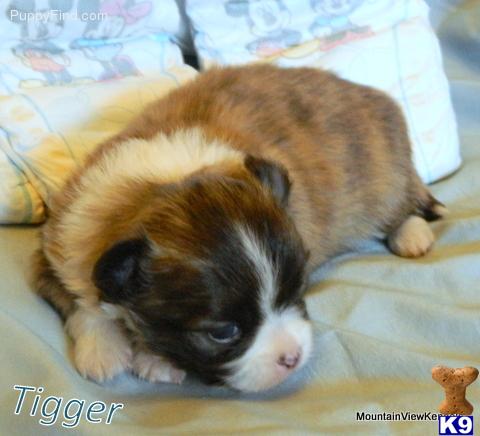 TALIHINA, OK USA ChihuahuaPuppies for Sale
