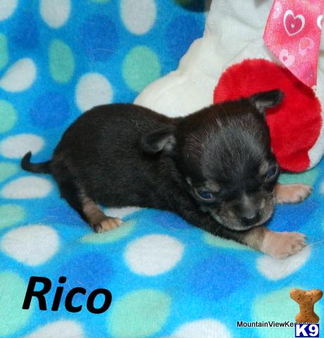 Puppies in OK