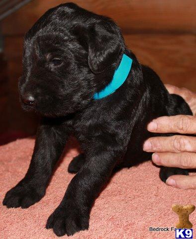Puppies in OK