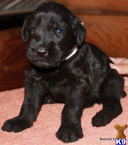 Puppies in OK