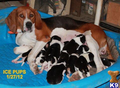 Puppies in OK