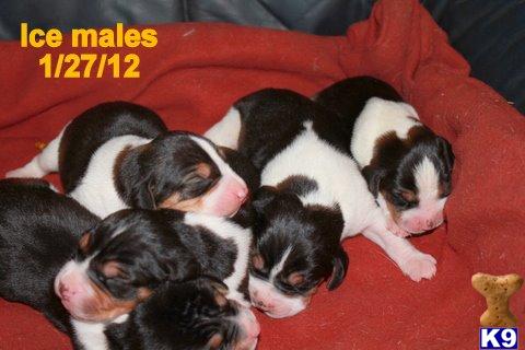 Puppies in OK
