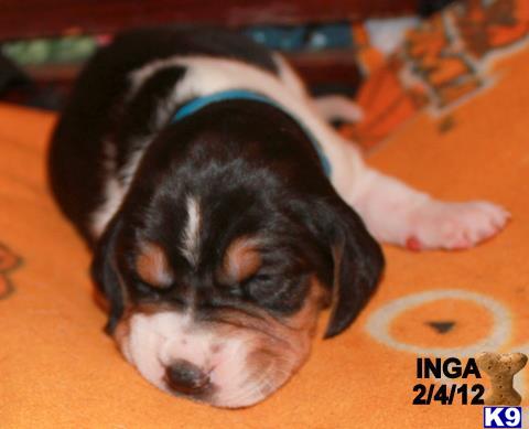 Puppies in OK