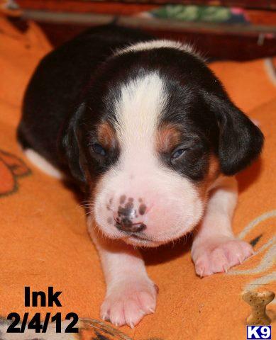 Puppies in OK