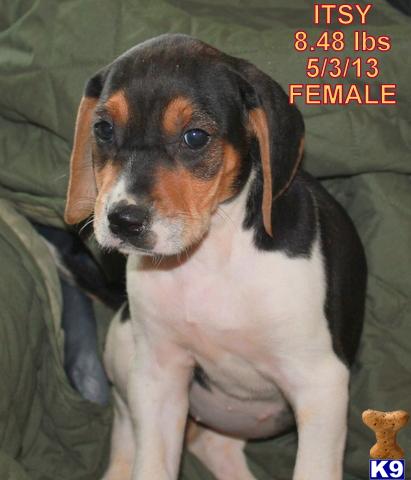 Puppies in OK