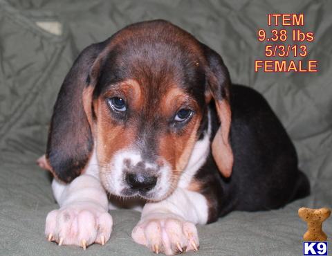 Puppies in OK