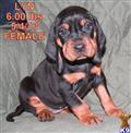 Black and Tan Coonhound