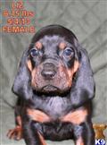Black and Tan Coonhound