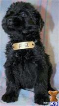 Giant Schnauzer