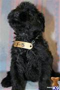 Giant Schnauzer