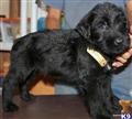 Giant Schnauzer