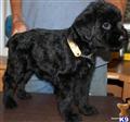 Giant Schnauzer