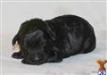 Giant Schnauzer