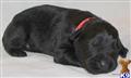 Giant Schnauzer
