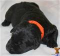 Giant Schnauzer