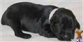 Giant Schnauzer