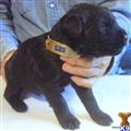 Giant Schnauzer