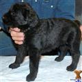Giant Schnauzer