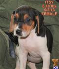 Treeing Walker Coonhound