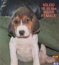Treeing Walker Coonhound