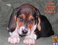 Treeing Walker Coonhound