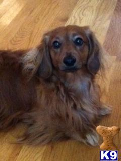 Stud Dogs - Dachshund