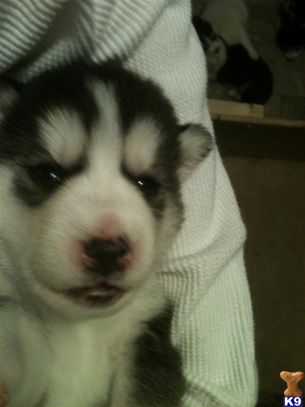 Siberian Husky Puppies in TX