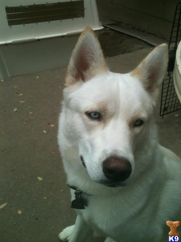 Stud Dogs - Siberian Husky