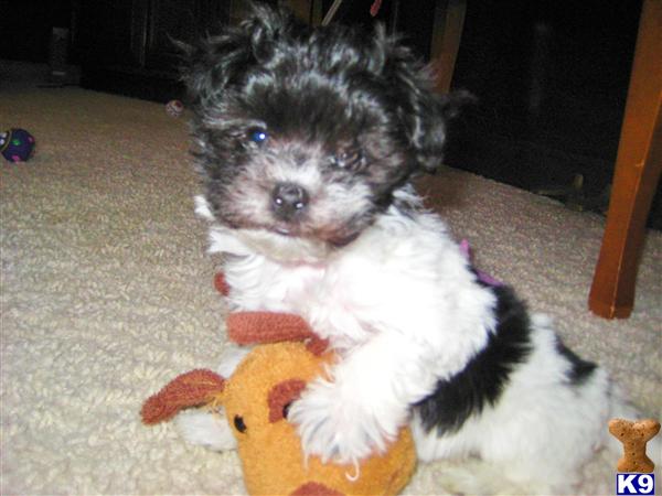 havanese mi document moved havanese mi document moved