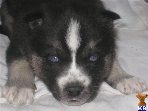 Puppies for Sale
