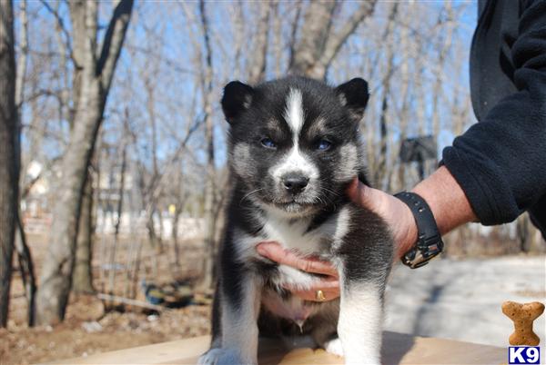 Puppies in WI