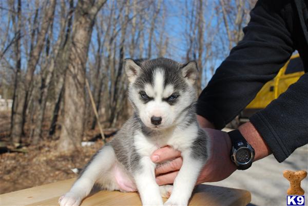 Puppies in WI