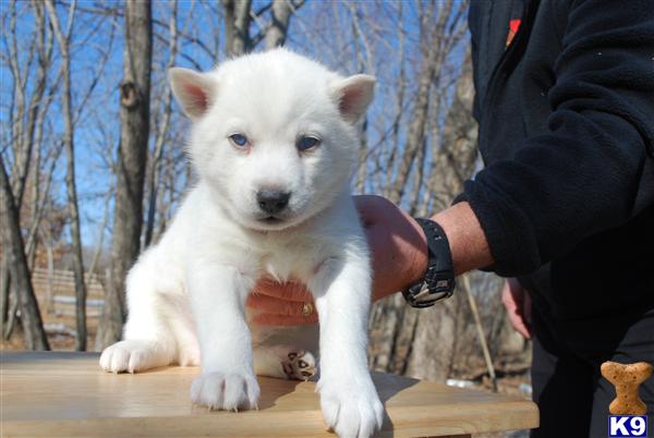 Puppies in WI