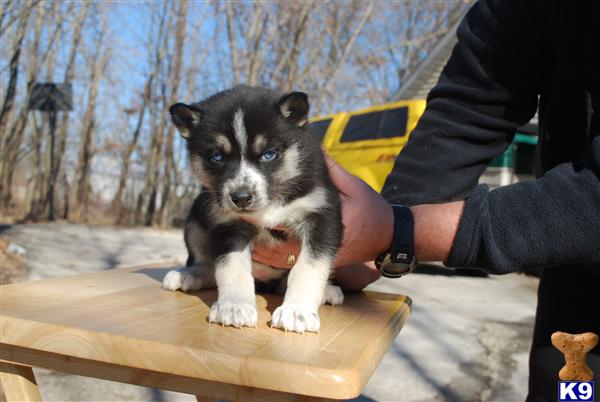 Puppies in WI