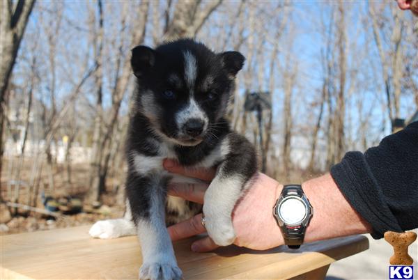 Puppies in WI