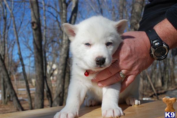 Puppies in WI