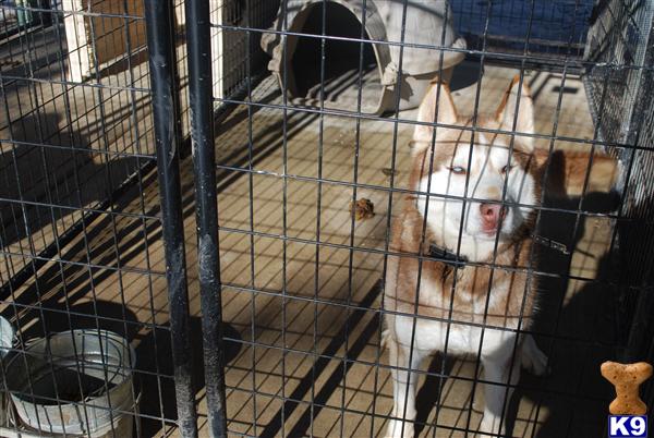 Dogs for Sale