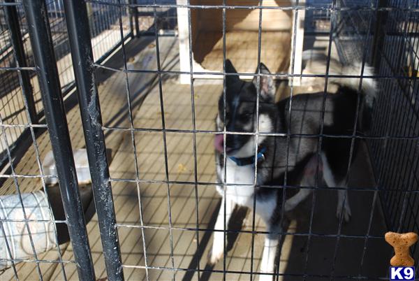 Dogs for Sale