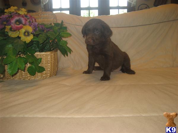 Puppies in IN